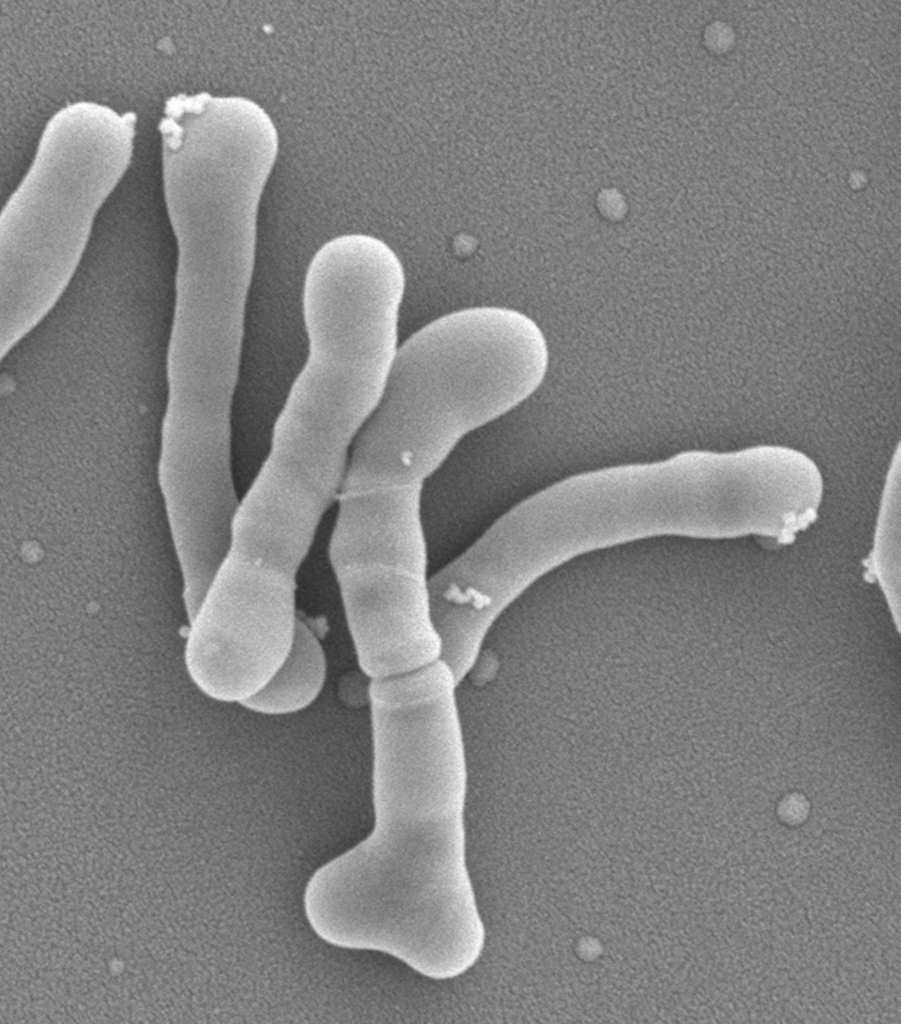 In Vivo Selection In Vivo Selection
